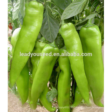 MP20 Zhilv taste hot hybrid pepper seeds for sales